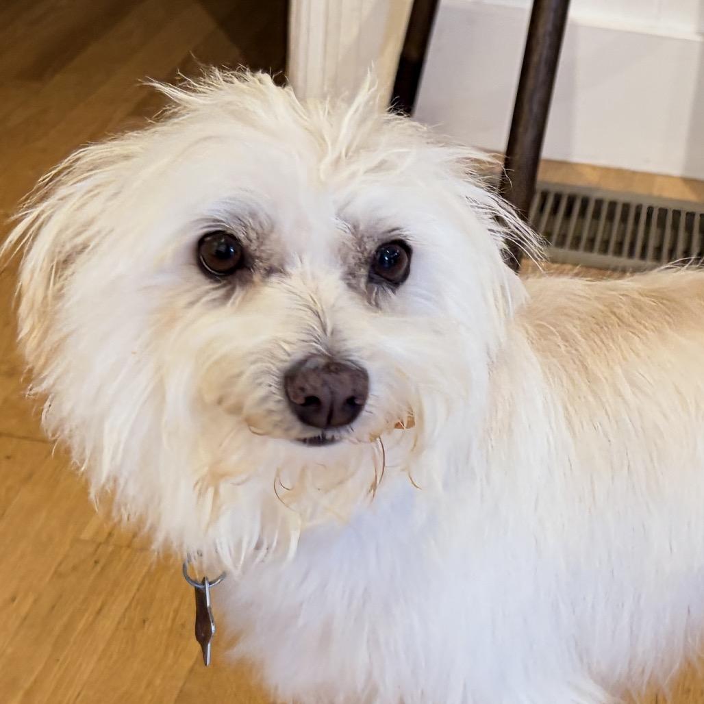 Enlarge Ellie, a Adoptable mixed breed in San Francisco, CA image 4/5