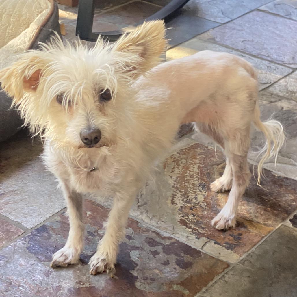 Ellie, a Adoptable mixed breed in San Francisco, CA image 2/5