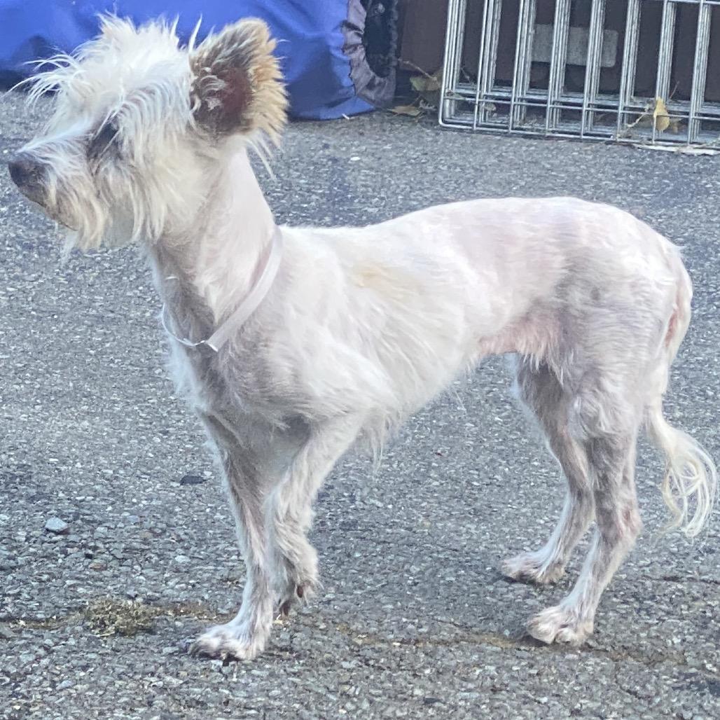 Ellie, a Adoptable mixed breed in San Francisco, CA image 3/5