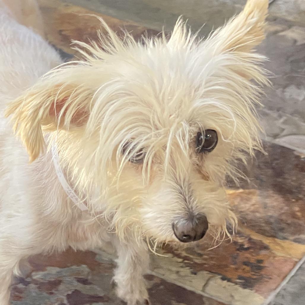 Ellie, a Adoptable mixed breed in San Francisco, CA image 4/5