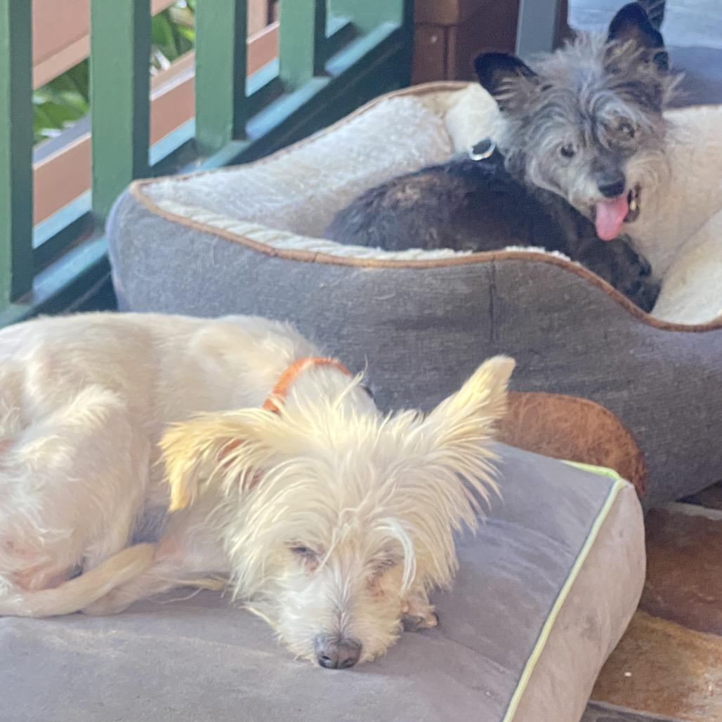 Ellie, a Adoptable mixed breed in San Francisco, CA image 5/5