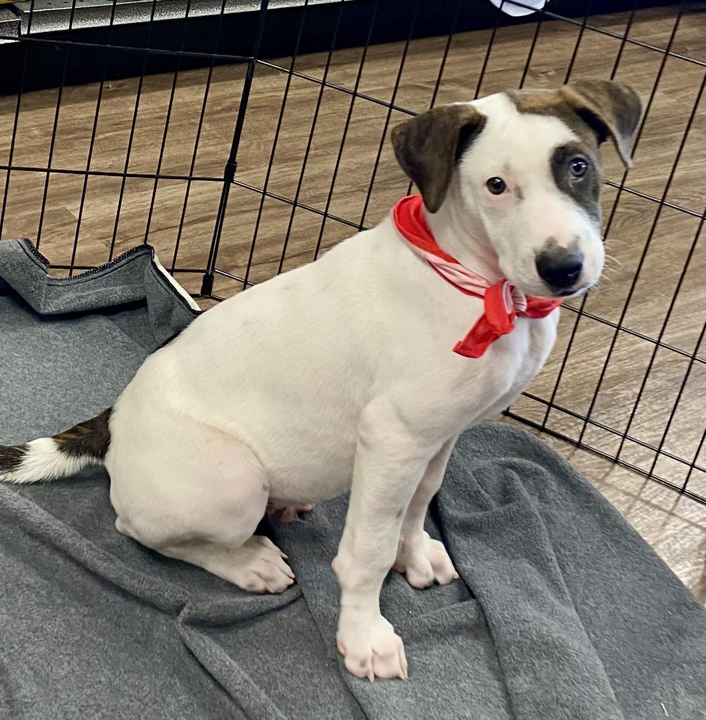 Enlarge Cairo, a Adoptable mixed breed in Jackson, MI image 6/6
