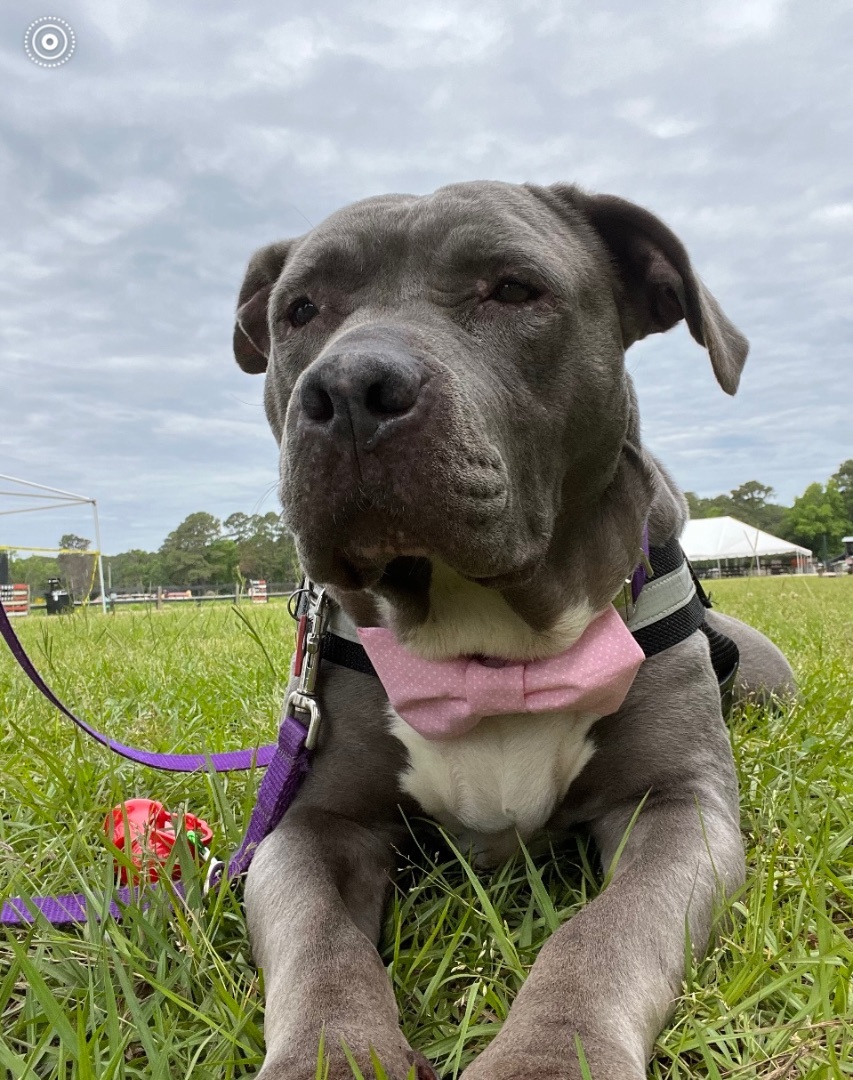 Fiona, a Adoptable mixed breed in Mount Pleasant, SC image 1/6