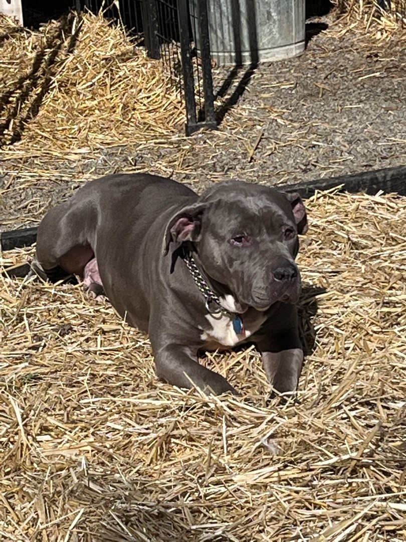 Fiona, a Adoptable mixed breed in Mount Pleasant, SC image 2/6