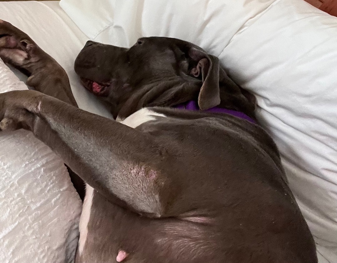 Fiona, a Adoptable mixed breed in Mount Pleasant, SC image 3/6