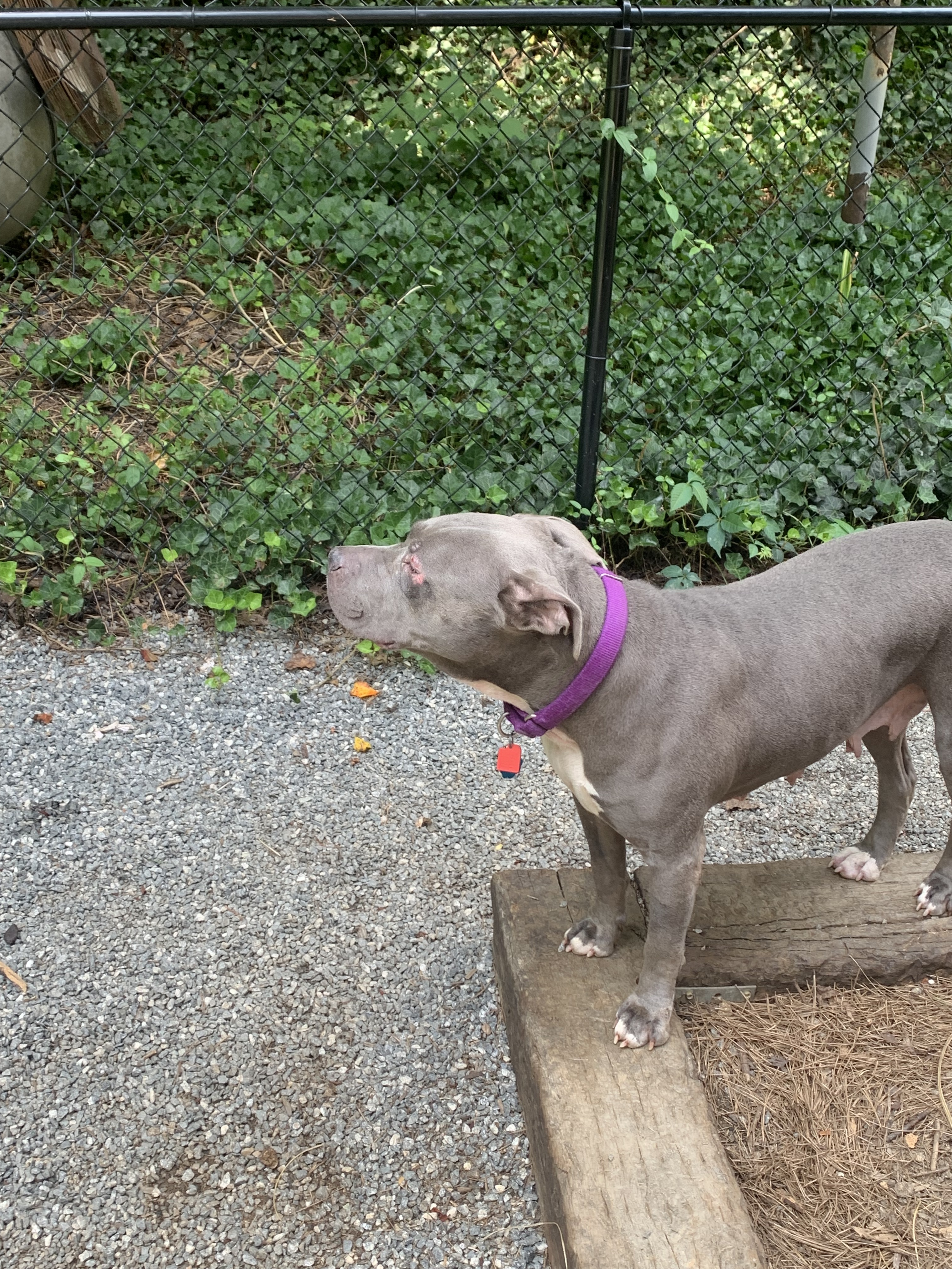 Fiona, a Adoptable mixed breed in Mount Pleasant, SC image 4/6