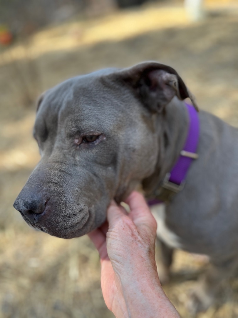 Fiona, a Adoptable mixed breed in Mount Pleasant, SC image 5/6
