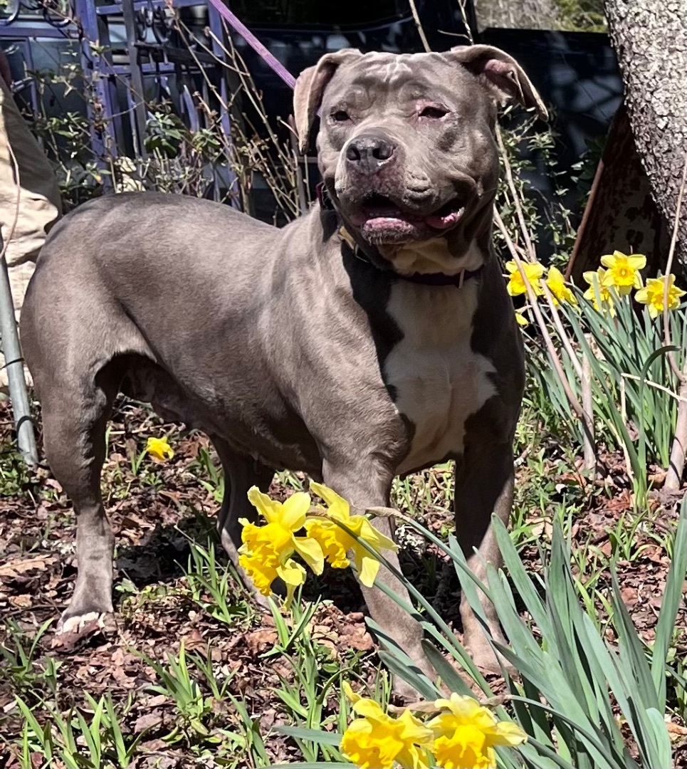 Fiona, a Adoptable mixed breed in Mount Pleasant, SC image 6/6