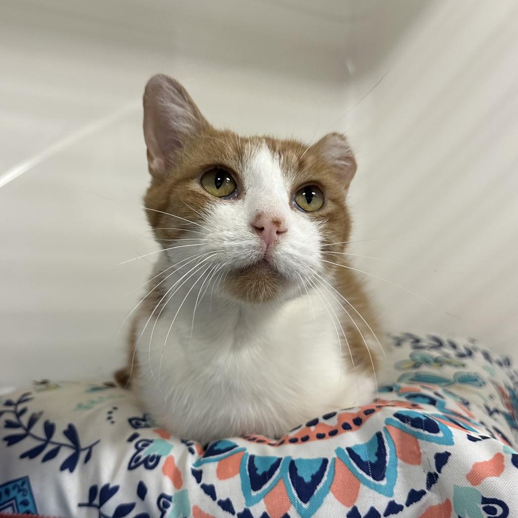 Bombarda, Adoptable, Senior Female Domestic Short Hair.