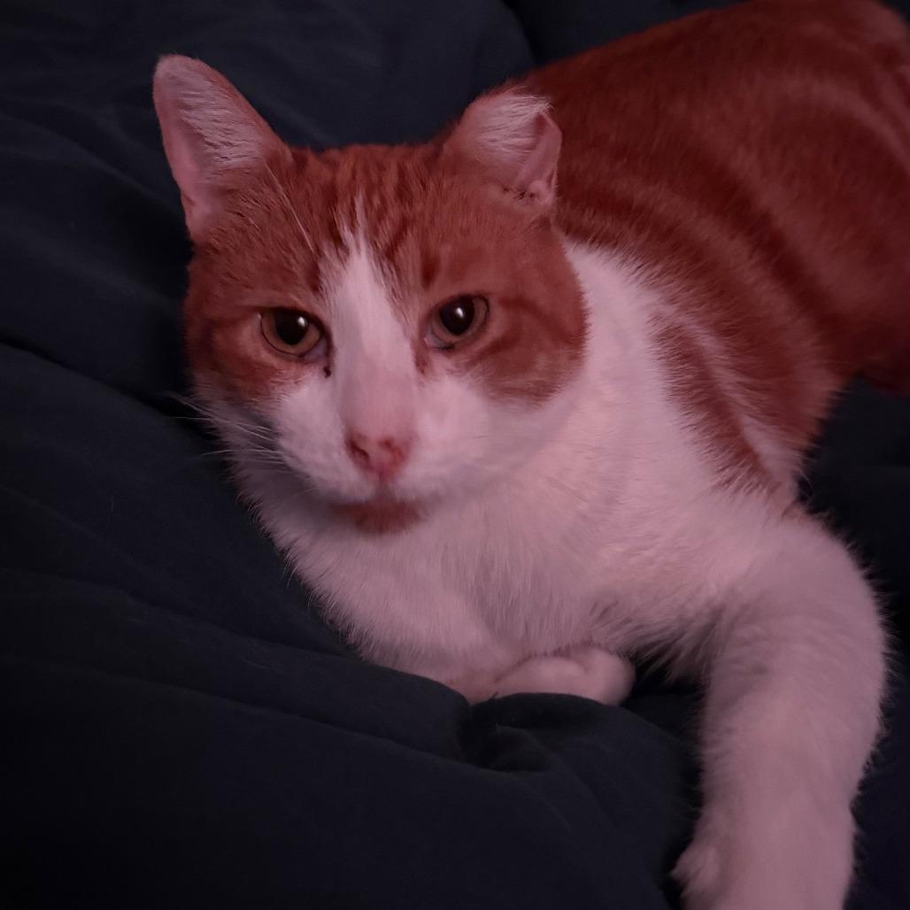 Enlarge Bombarda, a Adoptable Domestic Short Hair in Chicago, IL image 2/6