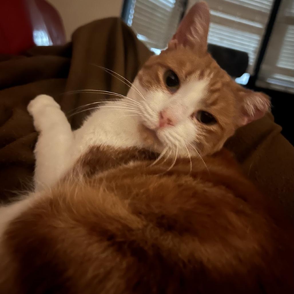 Enlarge Bombarda, a Adoptable Domestic Short Hair in Chicago, IL image 3/6