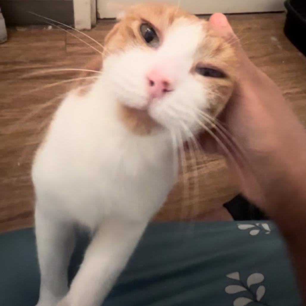 Enlarge Bombarda, a Adoptable Domestic Short Hair in Chicago, IL image 4/6