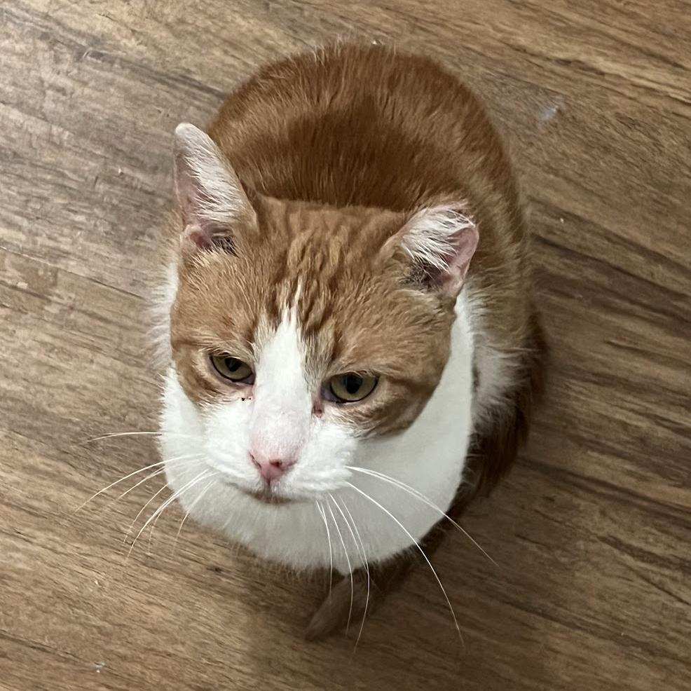 Enlarge Bombarda, a Adoptable Domestic Short Hair in Chicago, IL image 5/6