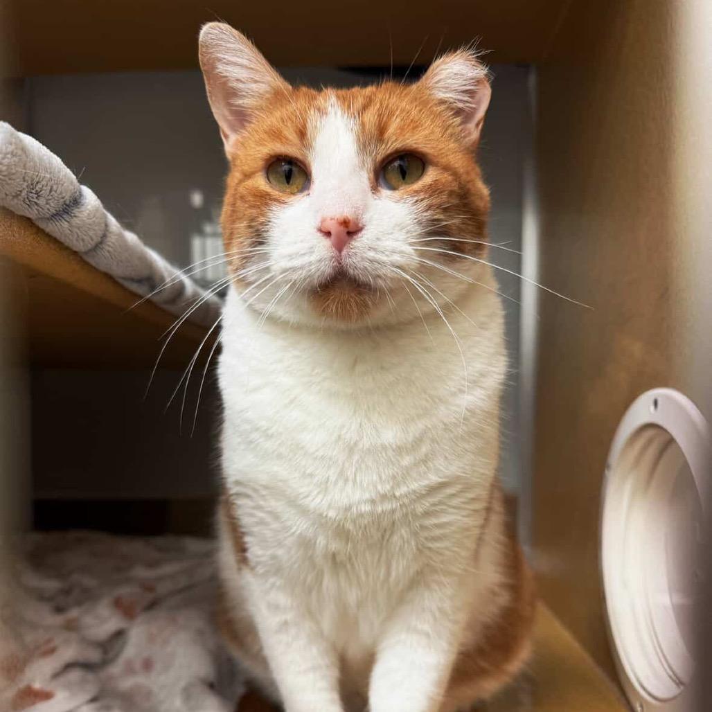 Enlarge Bombarda, a Adoptable Domestic Short Hair in Chicago, IL image 6/6