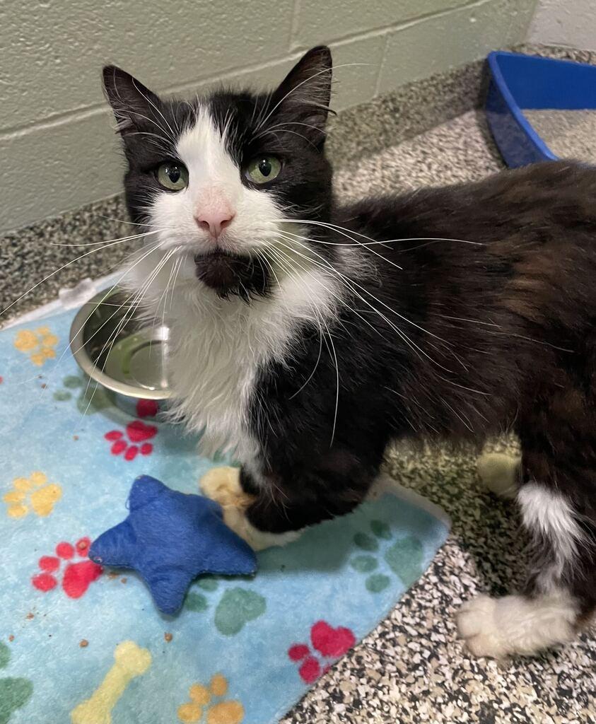 Dapper, a ADOPTABLE Domestic Long Hair in Jackson, MI image 2/5
