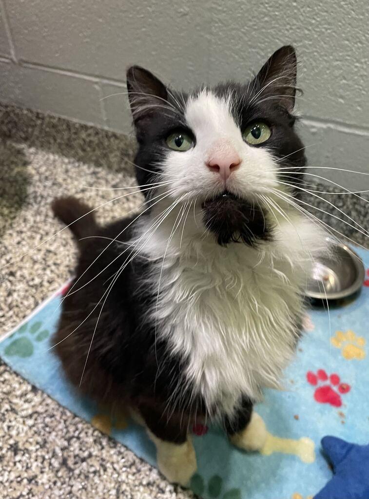 Dapper, a ADOPTABLE Domestic Long Hair in Jackson, MI image 3/5