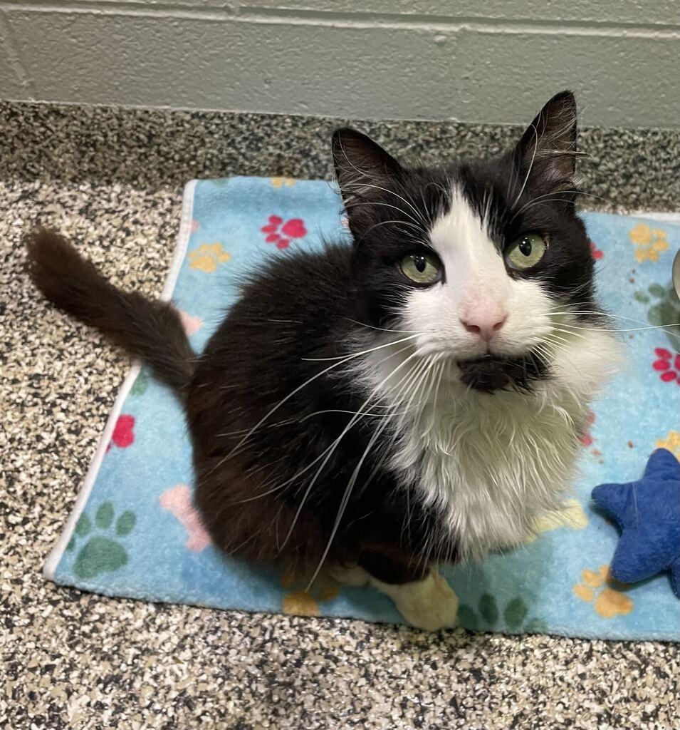 Dapper, ADOPTABLE, Senior Male Domestic Long Hair.