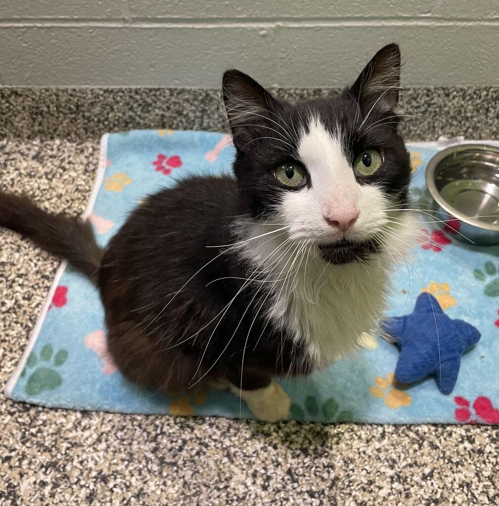 Dapper, a ADOPTABLE Domestic Long Hair in Jackson, MI image 5/5
