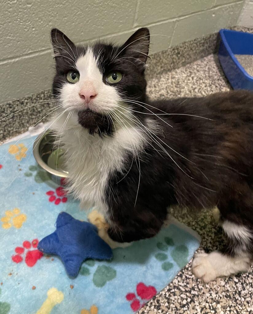 Dapper, a ADOPTABLE Domestic Long Hair in Jackson, MI image 4/5