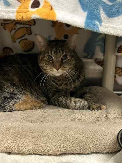Bella, Adoptable, Adult Female Domestic Short Hair & Domestic Short Hair.