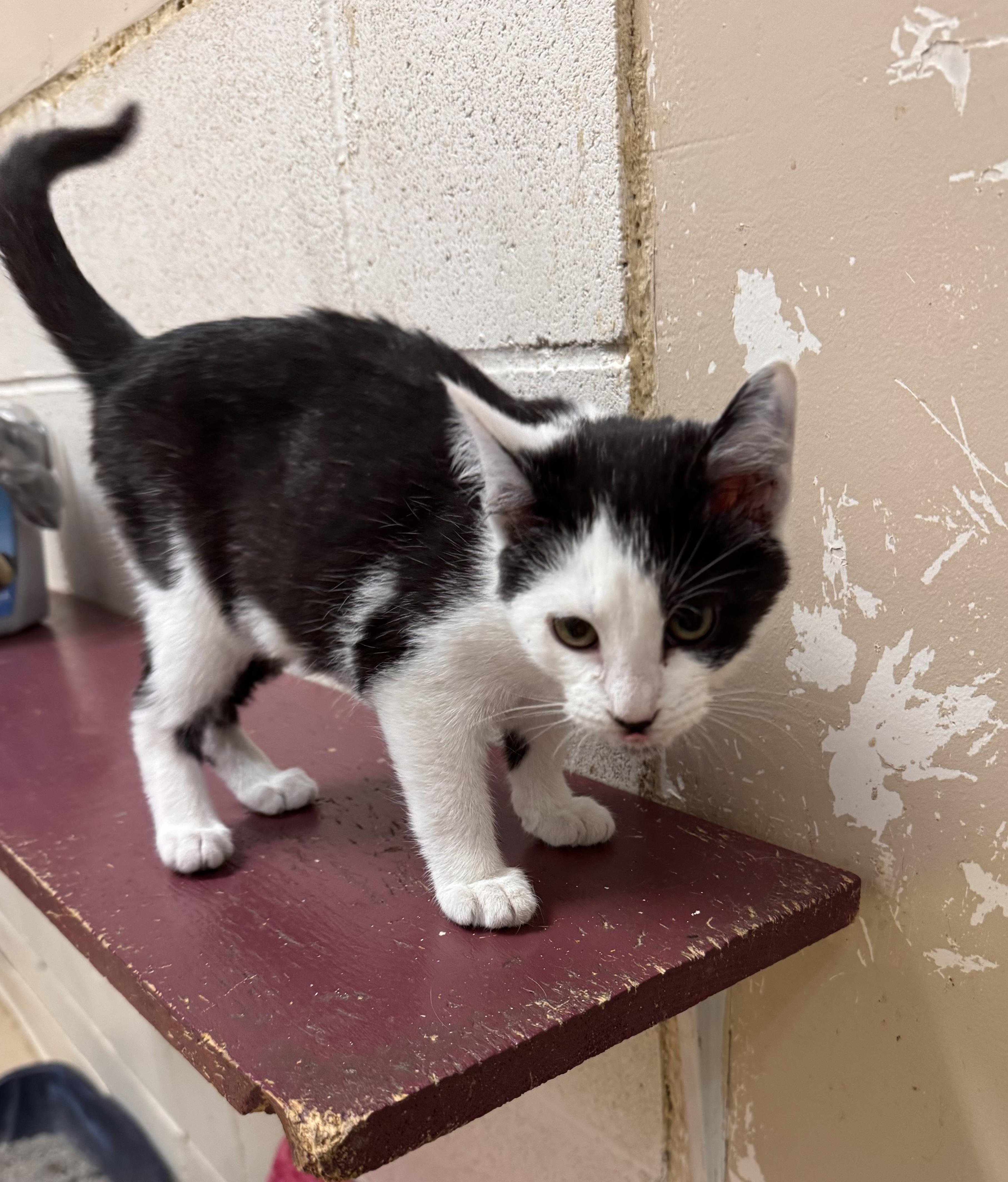 Enlarge Reno, a ADOPTABLE Domestic Short Hair in Logan, OH image 1/1