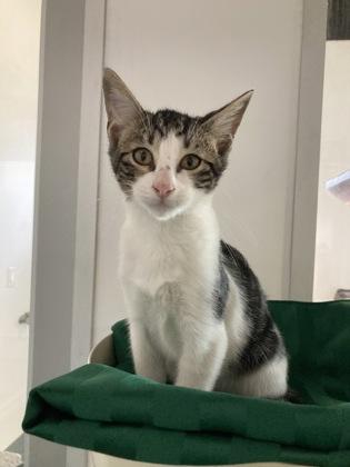 Enlarge Spaghetti (Unfurr-getables in Foster), a Adoptable mixed breed in New Orleans, LA image 1/1