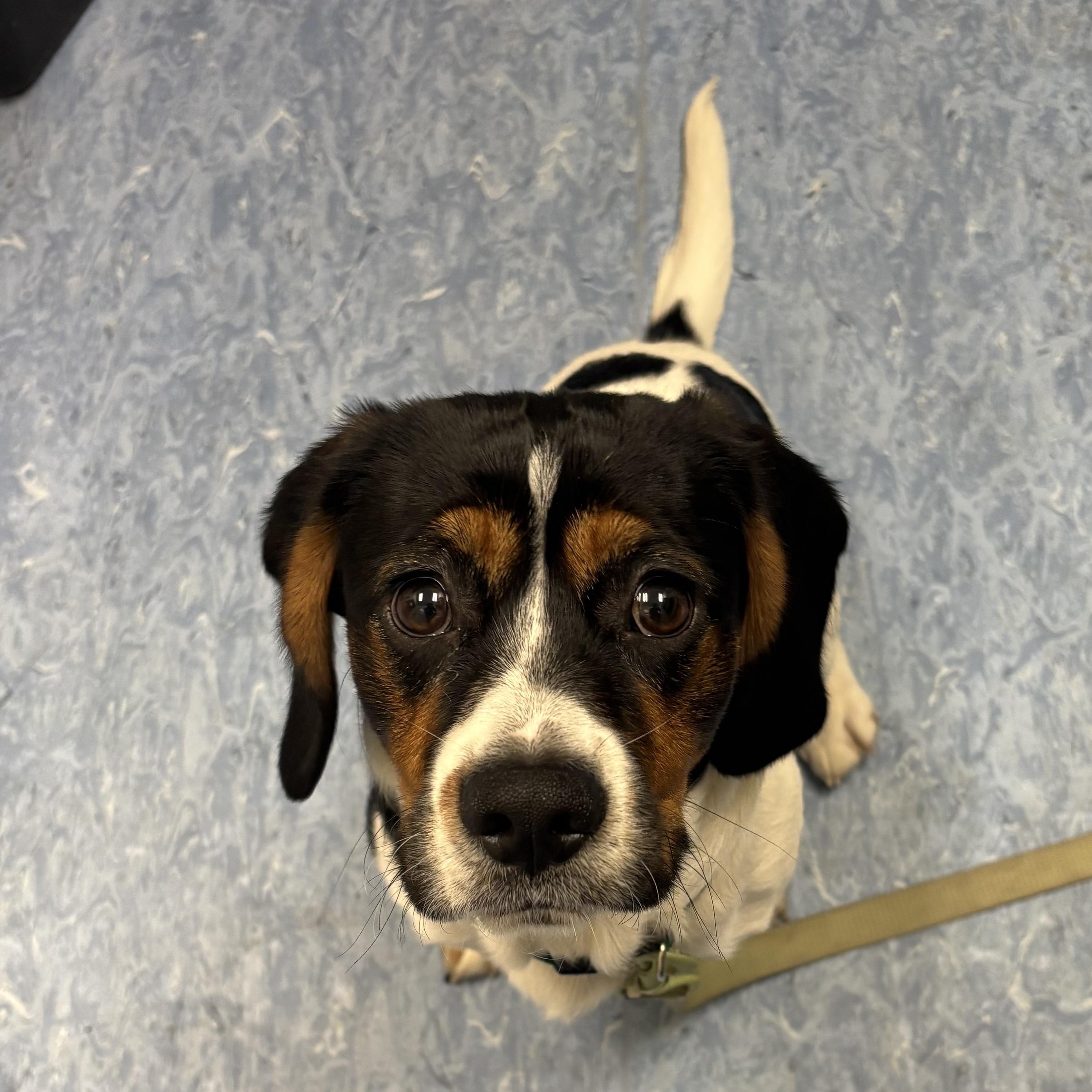 Gibby, adopted, Young Male Mixed Breed.