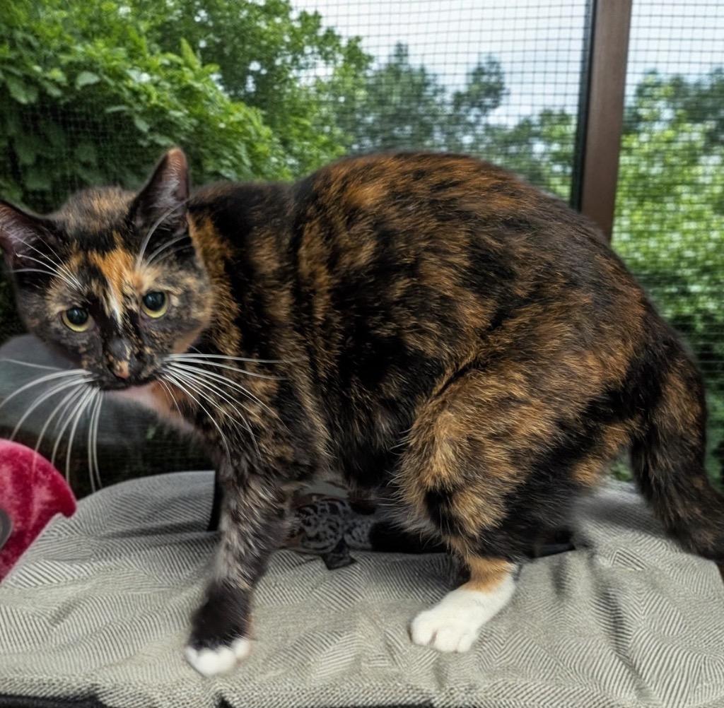 Sophe, Adoptable, Adult Female Domestic Short Hair.