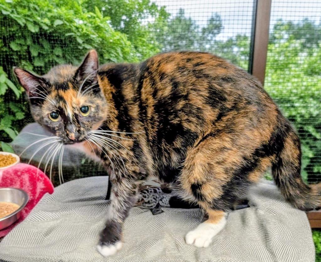 Enlarge Sophe, a Adoptable mixed breed in Fort Myers, FL image 2/2