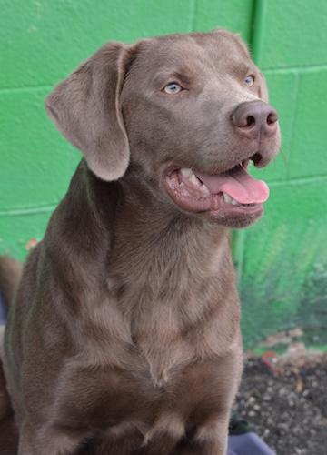 Scout 26, a ADOPTABLE mixed breed in Killingworth, CT image 3/4