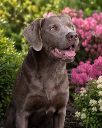 Enlarge Scout 26, a ADOPTABLE mixed breed in Killingworth, CT image 1/5