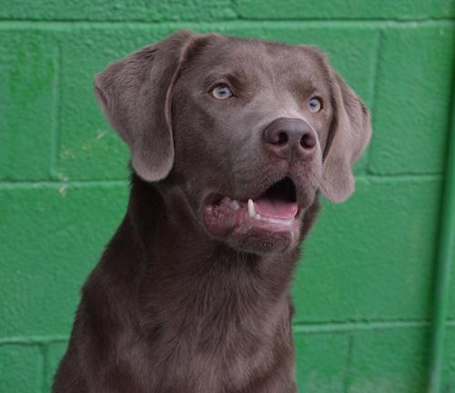 Scout 26, a ADOPTABLE mixed breed in Killingworth, CT image 1/4
