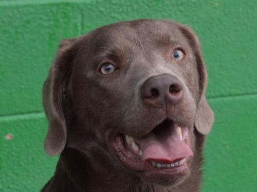 Scout 26, a ADOPTABLE mixed breed in Killingworth, CT image 2/4