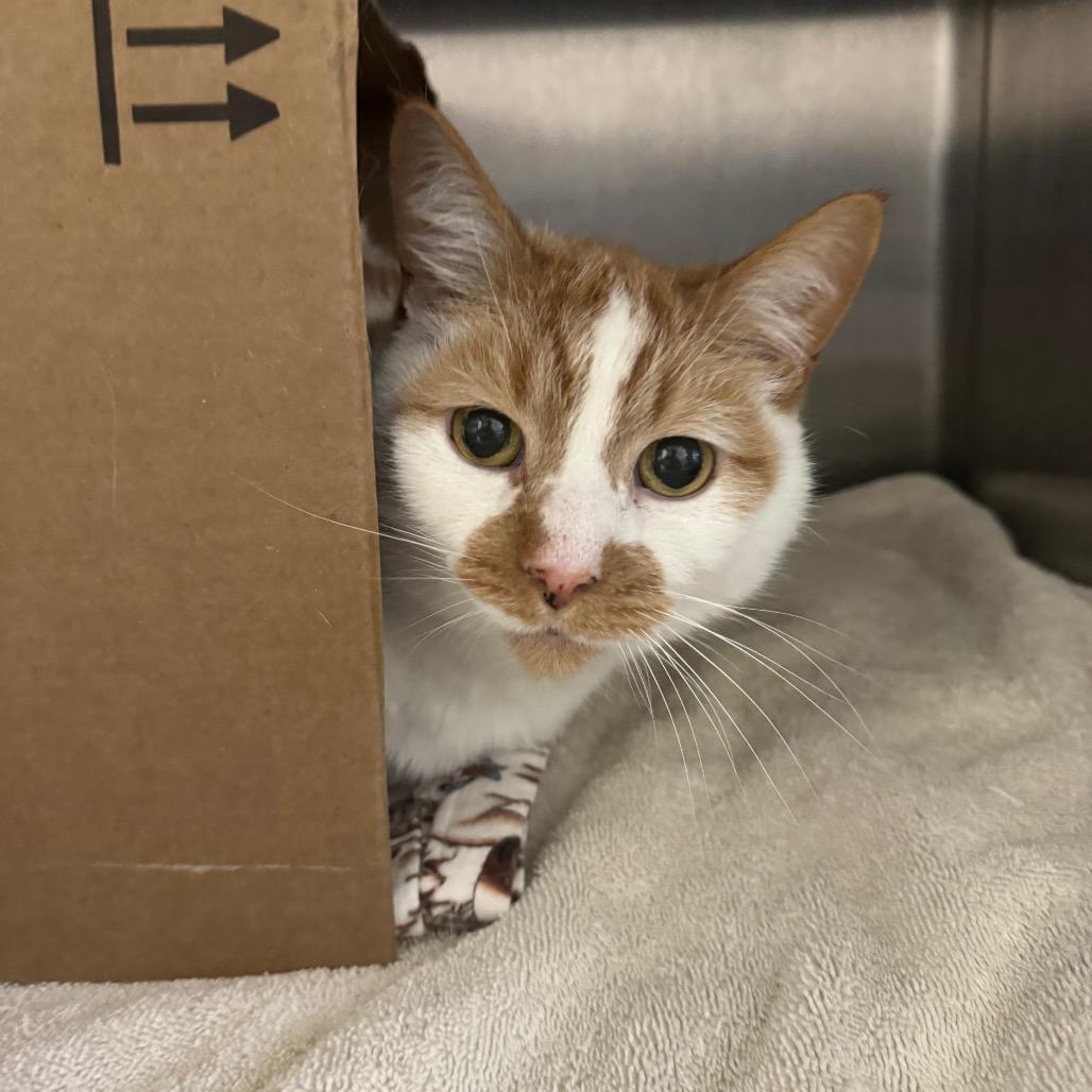 Clifford (Critter Barn), Adoptable, Senior Male Domestic Short Hair.