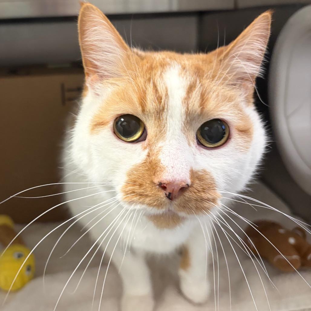 Clifford (Critter Barn) — thumbnail 2