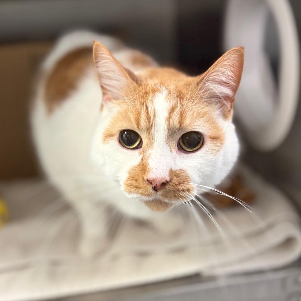 Enlarge Clifford (Critter Barn), a Adoptable Domestic Short Hair in West Olive, MI image 3/3
