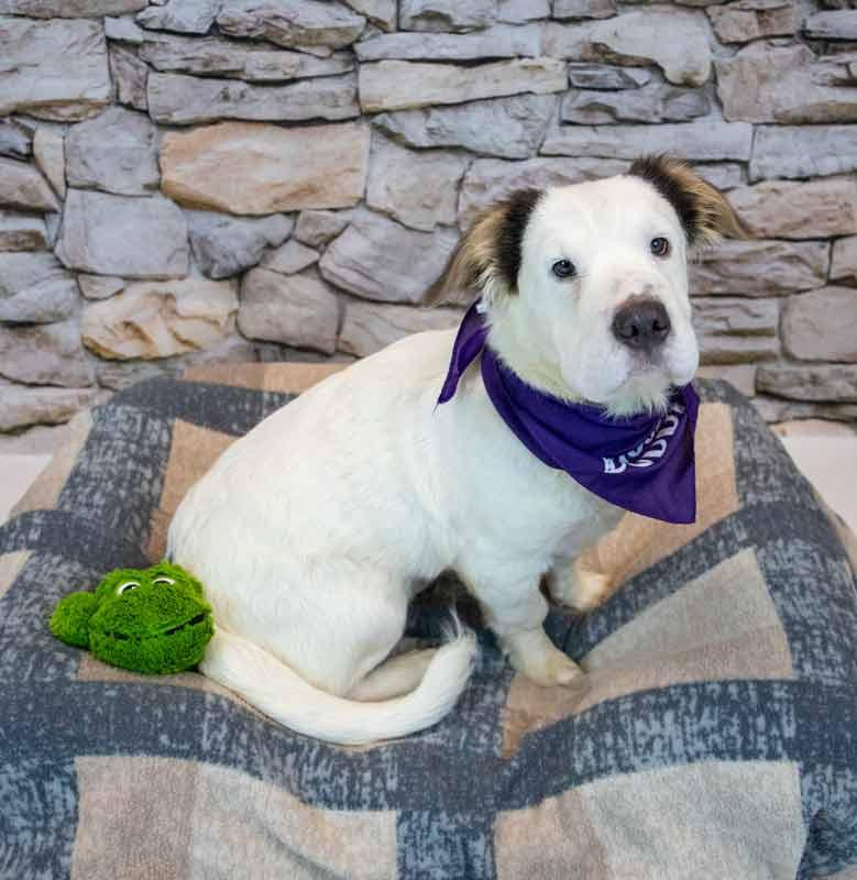 Falkor, an adopted mixed breed in Kennesaw, GA image 2/6