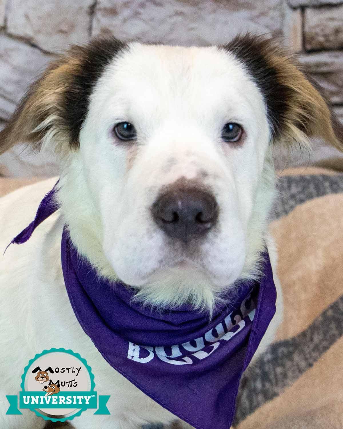 Falkor, adopted, Puppy Male Shar-Pei & Spaniel.