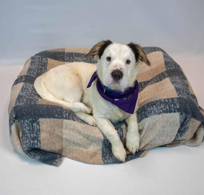 Falkor, an adopted mixed breed in Kennesaw, GA image 4/6