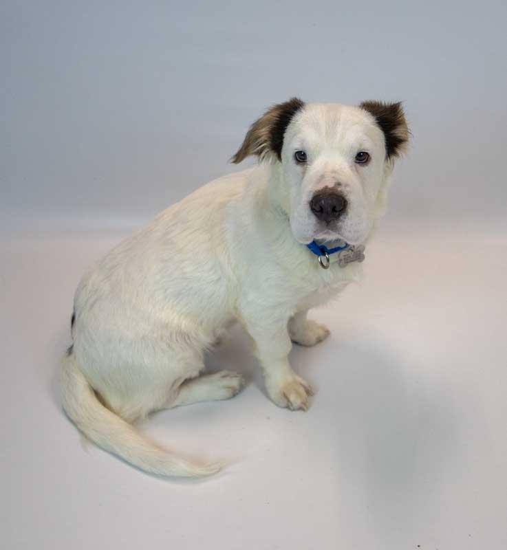 Falkor, an adopted mixed breed in Kennesaw, GA image 5/6