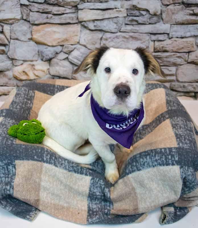 Falkor, an adopted mixed breed in Kennesaw, GA image 3/6