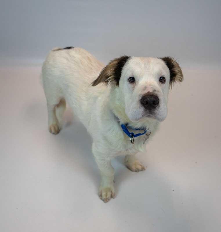 Falkor, an adopted mixed breed in Kennesaw, GA image 6/6