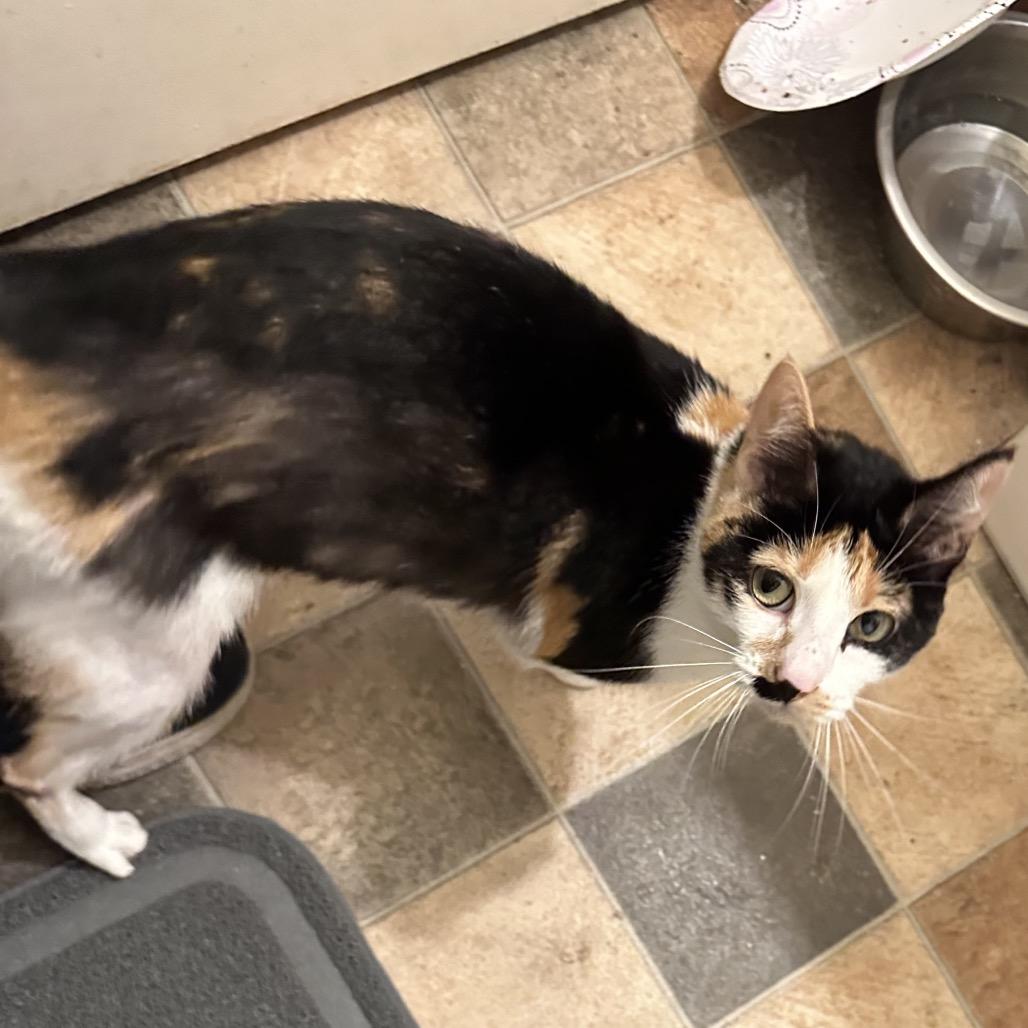 Enlarge Crab Cake, a Adoptable Domestic Short Hair in Pittsburg, KS image 1/4