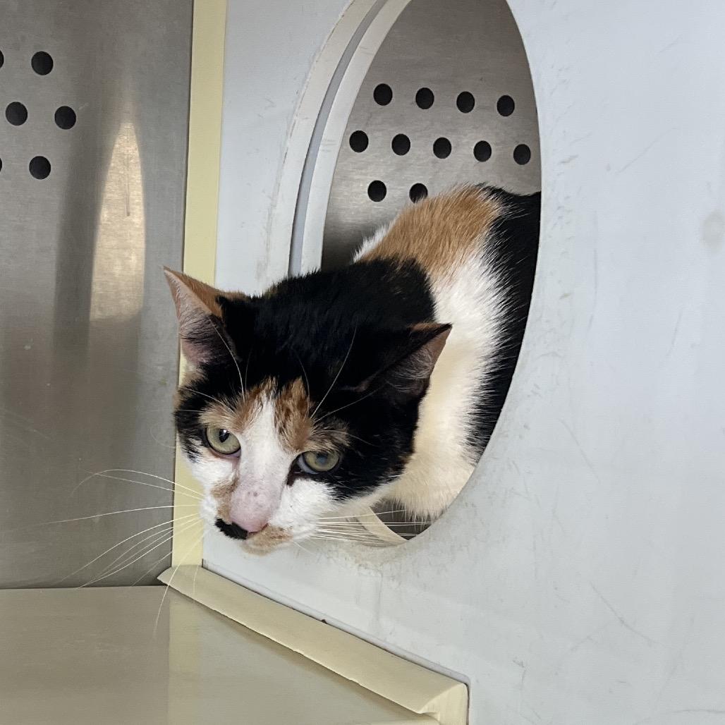 Enlarge Crab Cake, a Adoptable Domestic Short Hair in Pittsburg, KS image 2/4