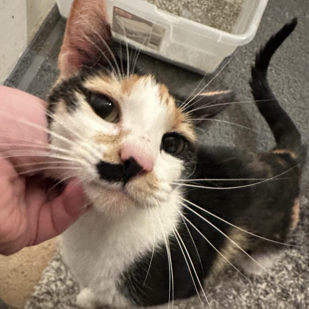 Enlarge Crab Cake, a Adoptable Domestic Short Hair in Pittsburg, KS image 3/4