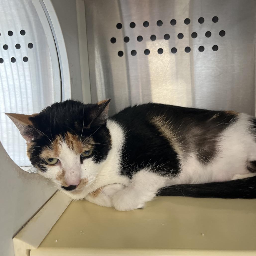 Enlarge Crab Cake, a Adoptable Domestic Short Hair in Pittsburg, KS image 4/4