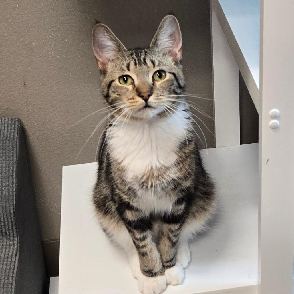 Enlarge Smiles, a Adoptable Domestic Short Hair in Westminster, CA image 1/3