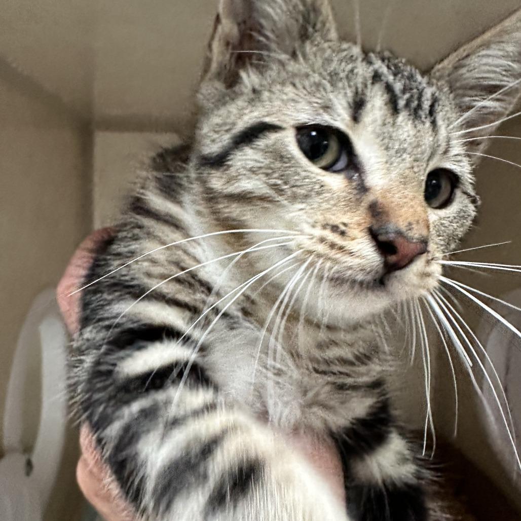 Enlarge Smiles, a Adoptable Domestic Short Hair in Westminster, CA image 2/3
