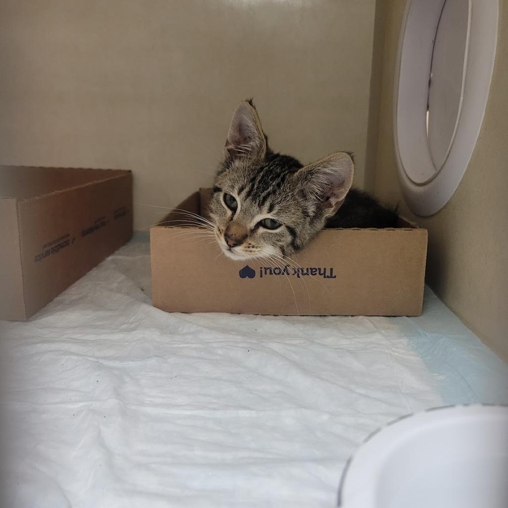 Enlarge Smiles, a Adoptable Domestic Short Hair in Westminster, CA image 3/3