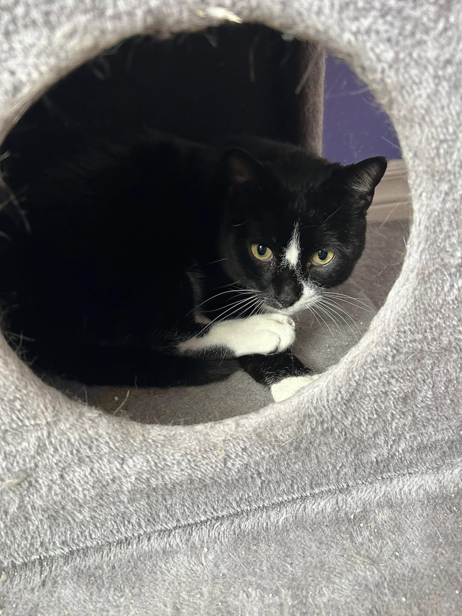 Boots, an adoptable Domestic Short Hair in Kemptville, ON, K0G 1J0 | Photo Image 2